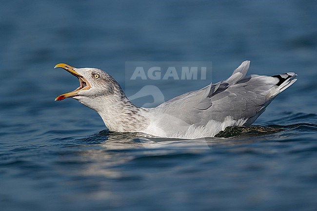 An European Herring Gull (Larus argentatus) in winter plumage is call at sea stock-image by Agami/Mathias Putze,