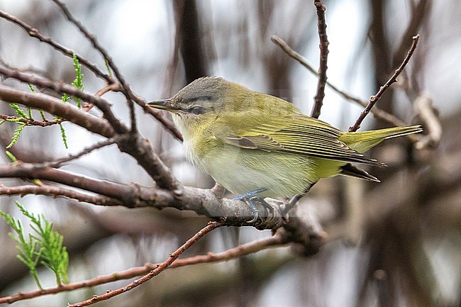 Roodoogvireo, Red-eyed Vireo stock-image by Agami/Daniele Occhiato,