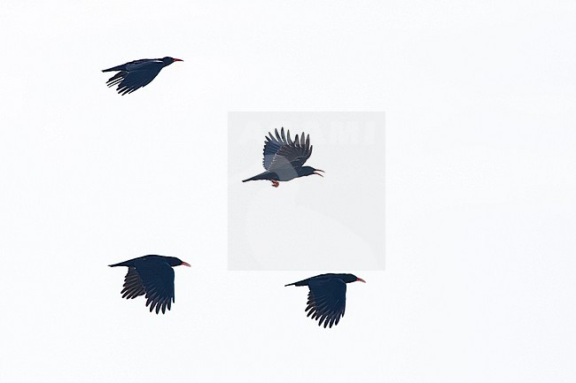 Flock of Red-billed Chough in backlight calling to eachother stock-image by Agami/Menno van Duijn,