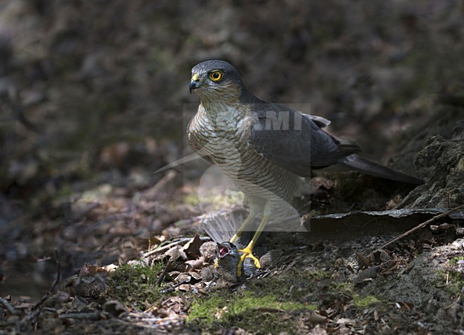 Sperwer met prooi, Eurasian Sparrowhawk with prey stock-image by Agami/Han Bouwmeester,
