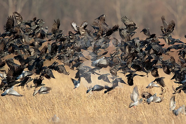 Opvliegend van akker; Tempered by field stock-image by Agami/Walter Soestbergen,