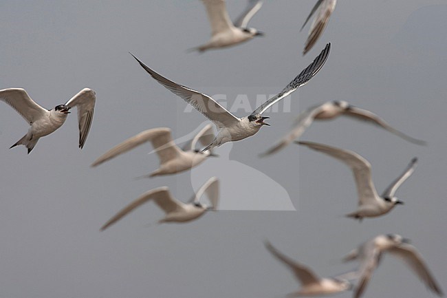 Sandwich Tern (Thalasseus sandvicensis) along the North sea coast during autumn migration in the Netherlands. Immature in flight ni front of flock of terns. stock-image by Agami/Marc Guyt,