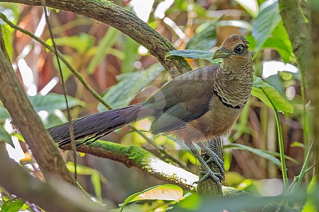 Rufous-vented ground Cuckoo, Neomorphus geoffroy salvini , in Panama. stock-image by Agami/Pete Morris,