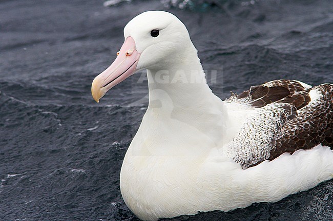 Zuidelijke Koningsalbatros, Southern Royal Albatross stock-image by Agami/Jacob Garvelink,