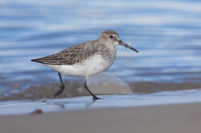 Dunlin (Calidris alpina), side view of an individual in winter plumage running on the shore, Campania, Italy stock-image by Agami/Saverio Gatto,