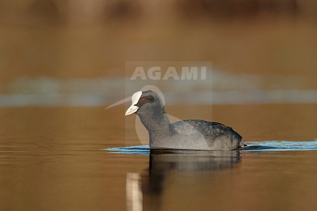 Meerkoet zwemt voorbij, laag standpunt; Eurasian Coot swimming in front low point of view; stock-image by Agami/Walter Soestbergen,