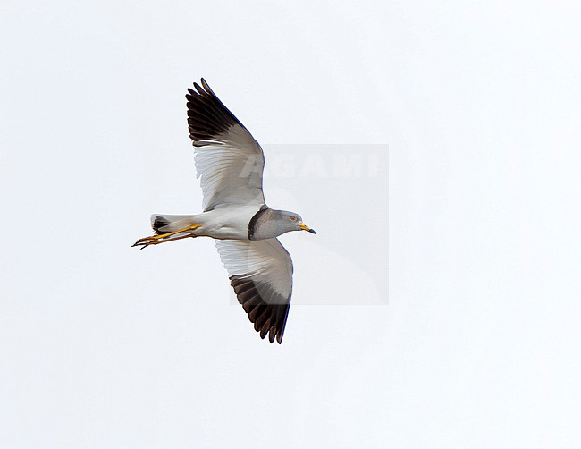 Grey-headed Lapwing (Vanellus cinereus) during spring in Mongolia. stock-image by Agami/Dani Lopez-Velasco,