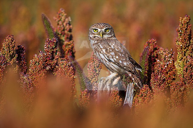 Little Owl (Athene noctua) in Italy. stock-image by Agami/Daniele Occhiato,