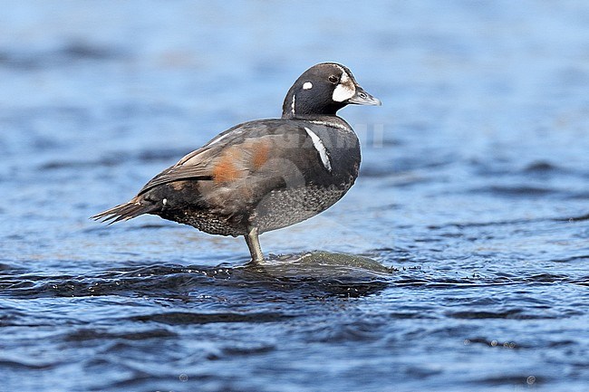Immature male Harlequin Duck (Histrionicus histrionicus) at the coast. stock-image by Agami/Michael McKee,