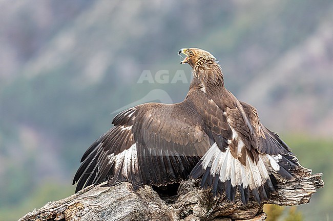 First winter Golden Eagle mantling stock-image by Agami/Onno Wildschut,