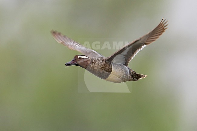 Mannetje Zomertaling in de vlucht; Male Garganey in flight stock-image by Agami/Daniele Occhiato,