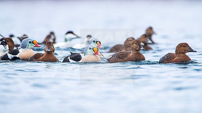 King Eider (Somateria spectabilis) swimming in the harbour of Vadso, Varangerfjord, in arctic Norway. Males and females together with Common Eider. stock-image by Agami/Marc Guyt,