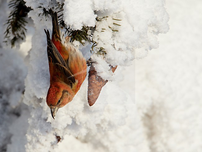 Mannetje Kruisbek met sparrekegel in de winter;  Male Red Crossbill with spruce cone in winter stock-image by Agami/Markus Varesvuo,