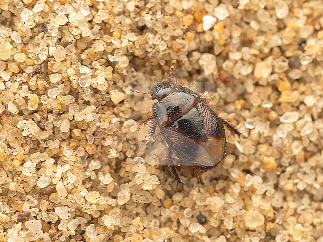 Imago of Byrsinus flavicornis stock-image by Agami/Arnold Meijer,