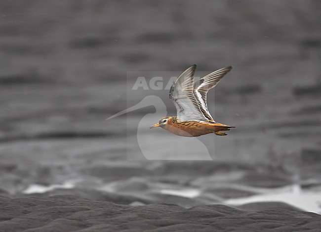 Red Phalarope adult summerplumage flying; Rosse Franjepoot volwassen zomerkleed vliegend stock-image by Agami/Markus Varesvuo,
