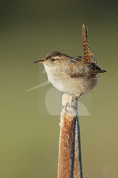 Adult Marsh Wren (Cistothorus palustris) 
perched on top of a reed stick in Lac Le Jeune, British Columbia, Canada. stock-image by Agami/Brian E Small,