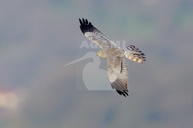 Montagu's Harrier (Circus pygargus), adult male in flight showing upperparts, Campania, Italy stock-image by Agami/Saverio Gatto,