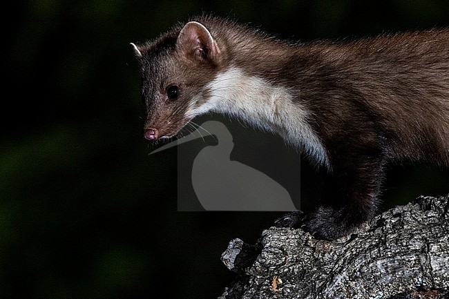Beech Marten (Martes foina) during the night in Extremadura, Spain. stock-image by Agami/Oscar Díez,
