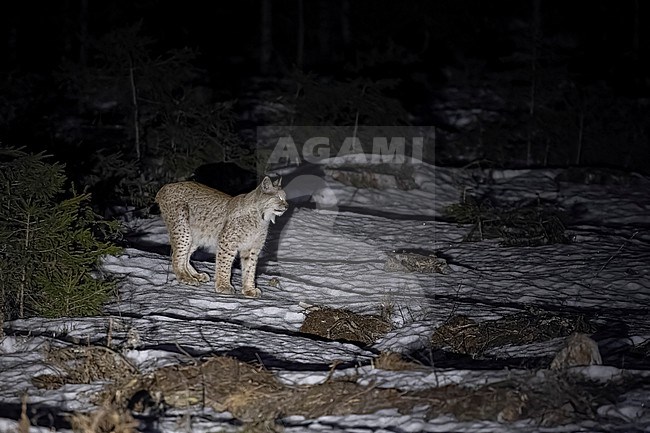 Adult male Boreal Lynx (Lynx lynx) named 'Light Grey' code 11 walking in Sagadi woods, Sagadi, Estonia. stock-image by Agami/Vincent Legrand,