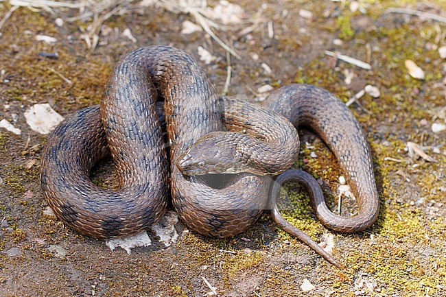 Viperine Snake (Natrix maura) taken the 23/05/2022 at Hyères - France. stock-image by Agami/Nicolas Bastide,