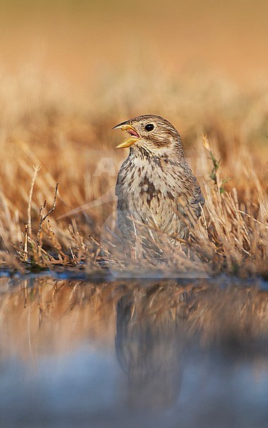 Corn Bunting (Emberiza calandra) on the steppes of Belchite, Spain. stock-image by Agami/Marc Guyt,