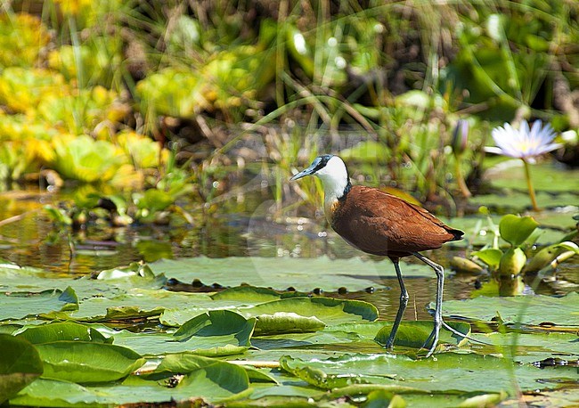 African Jacana (Actophilornis africanus) with Lilly in Mabamba Swamp stock-image by Agami/Roy de Haas,