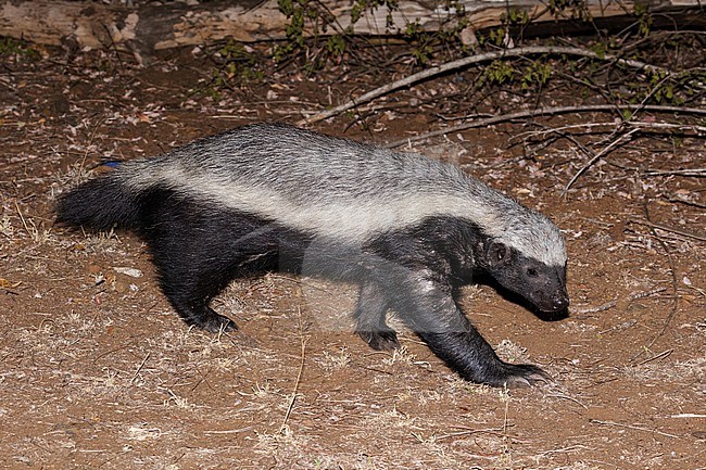 Honey badger (Mellivora capensis) in South Africa. Also known as Ratel. stock-image by Agami/Pete Morris,