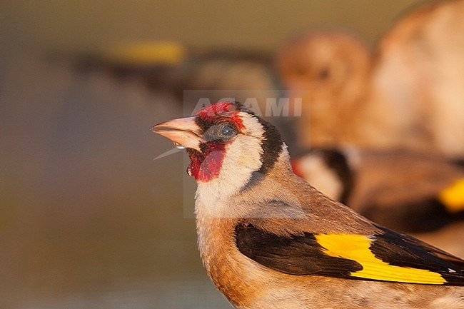 European Goldfinch, Putter,  Carduelis carduelis ssp. balcanica, Croatia, adult male stock-image by Agami/Ralph Martin,
