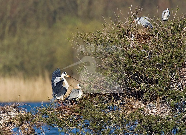 Blauwe Reiger op het nest; Grey Heron on the nest stock-image by Agami/Marc Guyt,