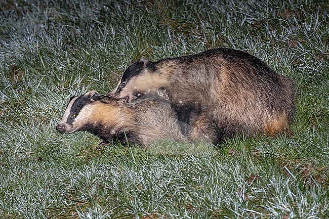 Couple of European Badger (Meles meles) mating at night in Yvoir, Namur, Belgium. stock-image by Agami/Vincent Legrand,