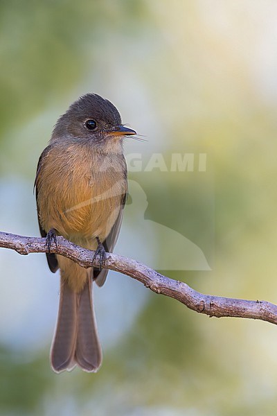 Lesser Antillean Pewee (Contopus latirostris) Perched on a branch in Puerto Rico stock-image by Agami/Dubi Shapiro,