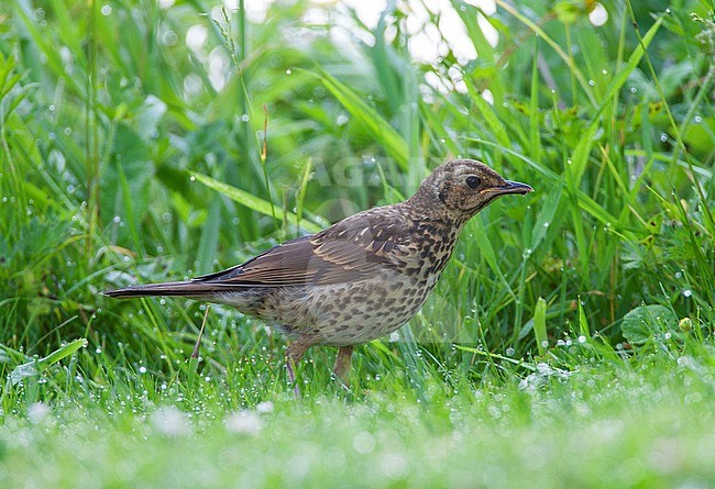 Juvenile Song Thrush (Turdus philomelos) feeding on a lawn in Katwijk in the Netherlands. stock-image by Agami/Marc Guyt,
