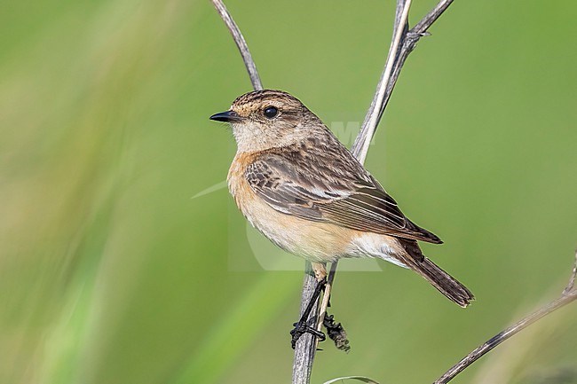 Adult female Siberian Stonechat (Saxicola maurus maurus) aka Eastern Stonechat perched on a branch, Russian Federation. stock-image by Agami/Vincent Legrand,