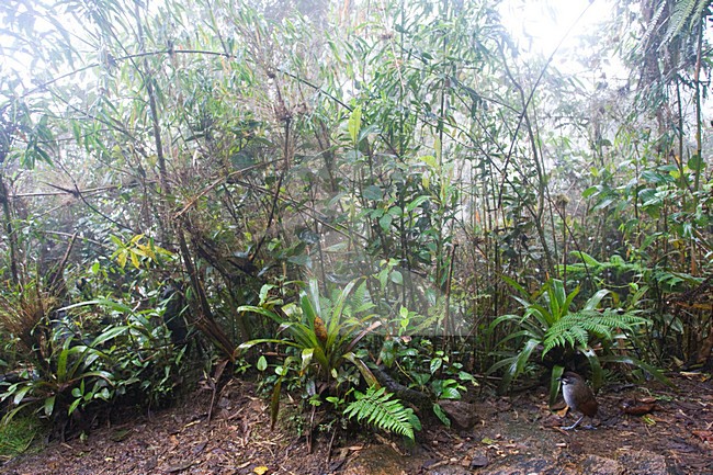 Jocotocomierpitta op bosbodem; Jocotoco Antpitta on forest floor stock-image by Agami/Marc Guyt,