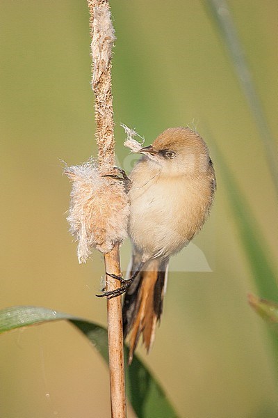 Juvenile Bearded Reedling (Panurus biarmicus) perched in a reed bed on nature reserve Lentevreugd near Katwijk in the Netherlands. stock-image by Agami/Menno van Duijn,
