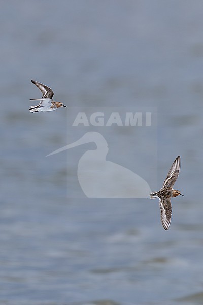 sanderling (calidris alba) in breeding plumage in flight, found at Buir Nuur (Buir Lake) in Dornod Aimag in Mongolia stock-image by Agami/Mathias Putze,