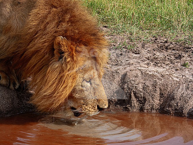 Lion, Panthera Lion. Male drinking stock-image by Agami/Hans Germeraad,