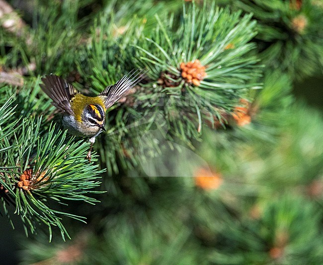 Firecrest (Regulus ignicapilla) in Spain during summer in an urban garden. Taking off from a pine branch. stock-image by Agami/Marc Guyt,