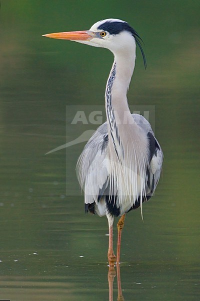 Blauwe Reiger staand in water;Grey Heron perched in water stock-image by Agami/Daniele Occhiato,