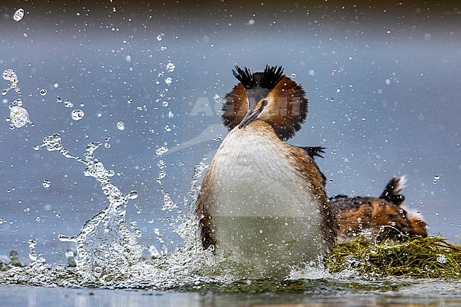 Great Crested Grebe, Podiceps cristatus, in Italy. Mating behavior from a pair of grebes on its nest. stock-image by Agami/Daniele Occhiato,