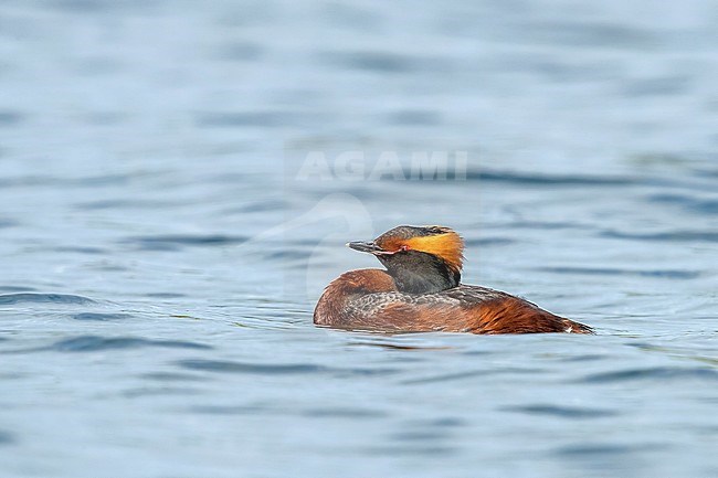 Adult Slavonian Grebe swimming in Wintham, Belgium. May 12, 2018. stock-image by Agami/Vincent Legrand,