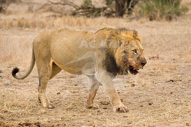 Mannetje Afrikaanse Leeuw; Male African Lion, Panthera leo stock-image by Agami/Marc Guyt,