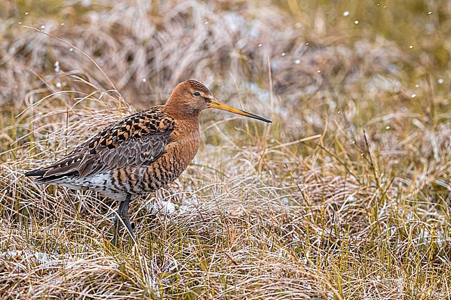 Adult Icelandic Black-tailed Godwit (Limosa limosa islandica) in breeding habitat on the tundra of Iceland. stock-image by Agami/Daniele Occhiato,