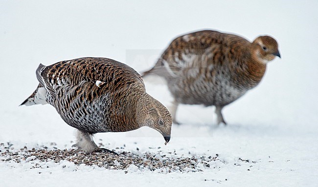 Vrouwtje Korhoen, Black Grouse female stock-image by Agami/Markus Varesvuo,