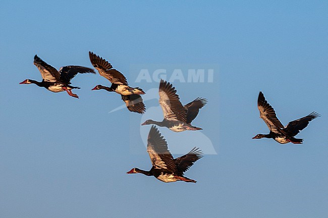 A flock of spur-winged geese, Plectropterus gambensis, in flight. Chobe River, Chobe National Park, Kasane, Botswana. stock-image by Agami/Sergio Pitamitz,