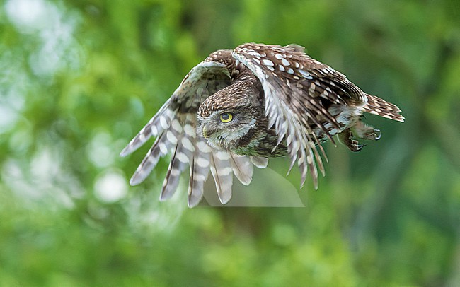 Little Owl (Athene noctua) in flight stock-image by Agami/Lennart Verheuvel,