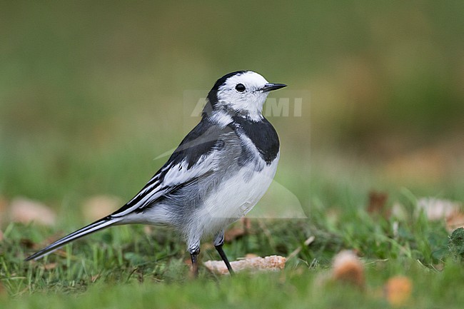Rouwkwikstaart, Pied Wagtail, Motacilla (alba) yarelli, Great Britain stock-image by Agami/Ralph Martin,