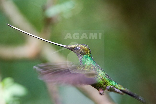 Zwaardkolibrie in vlucht; Sword-billed Hummingbird in flight stock-image by Agami/Marc Guyt,