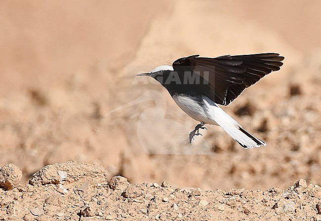 Male Hooded Wheatear (Oenanthe monacha) flying stock-image by Agami/Eduard Sangster,