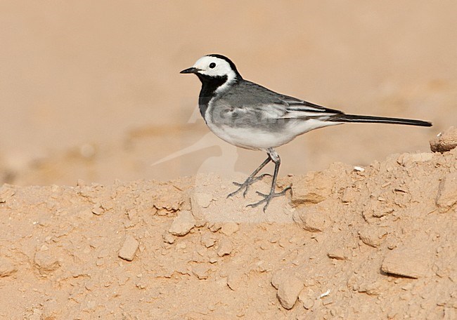 Witte kwikstaart, White Wagtail, Motacilla alba stock-image by Agami/Marc Guyt,